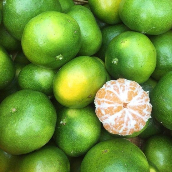 Quýt đường tươi ngon, VietGAP